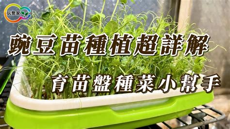 種植步驟圖|超詳解